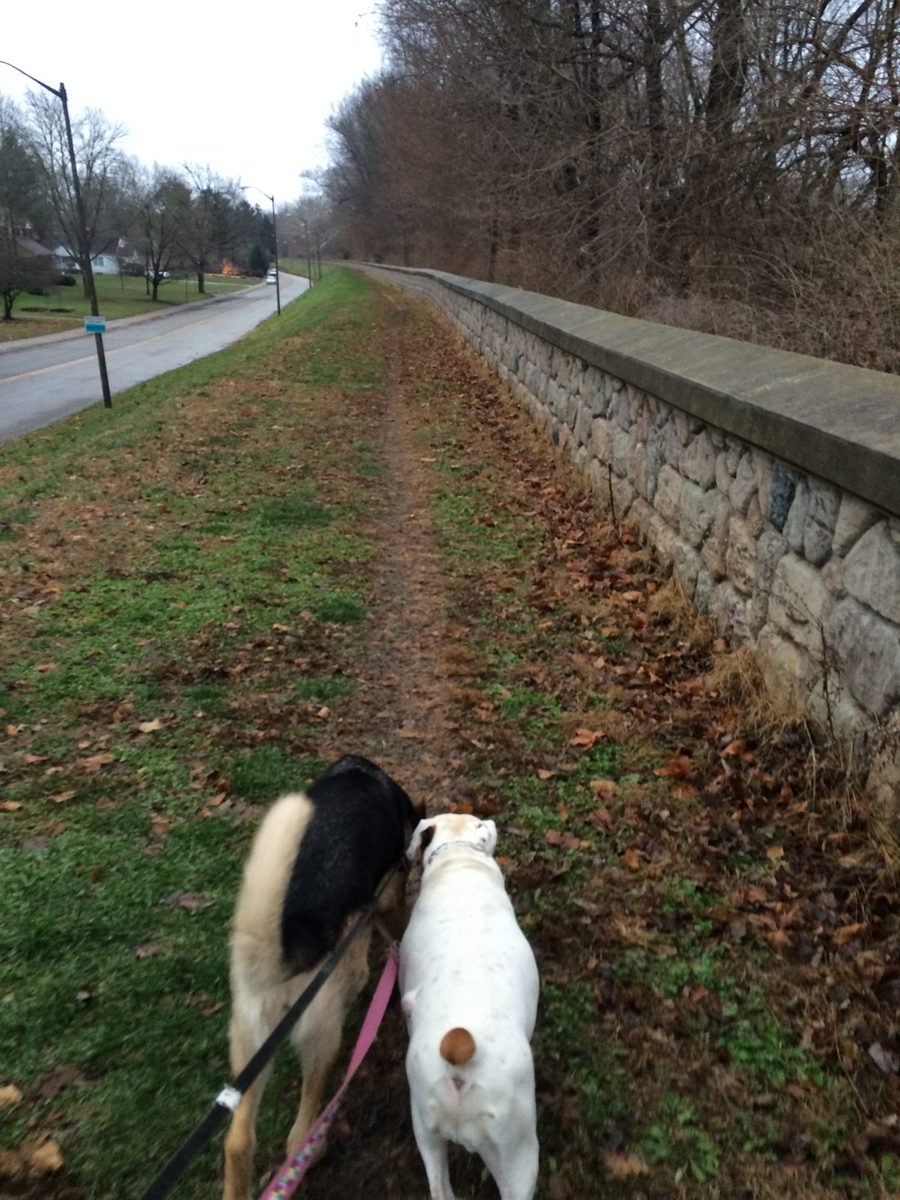Two dogs on leashes walking along the White River flood wall.