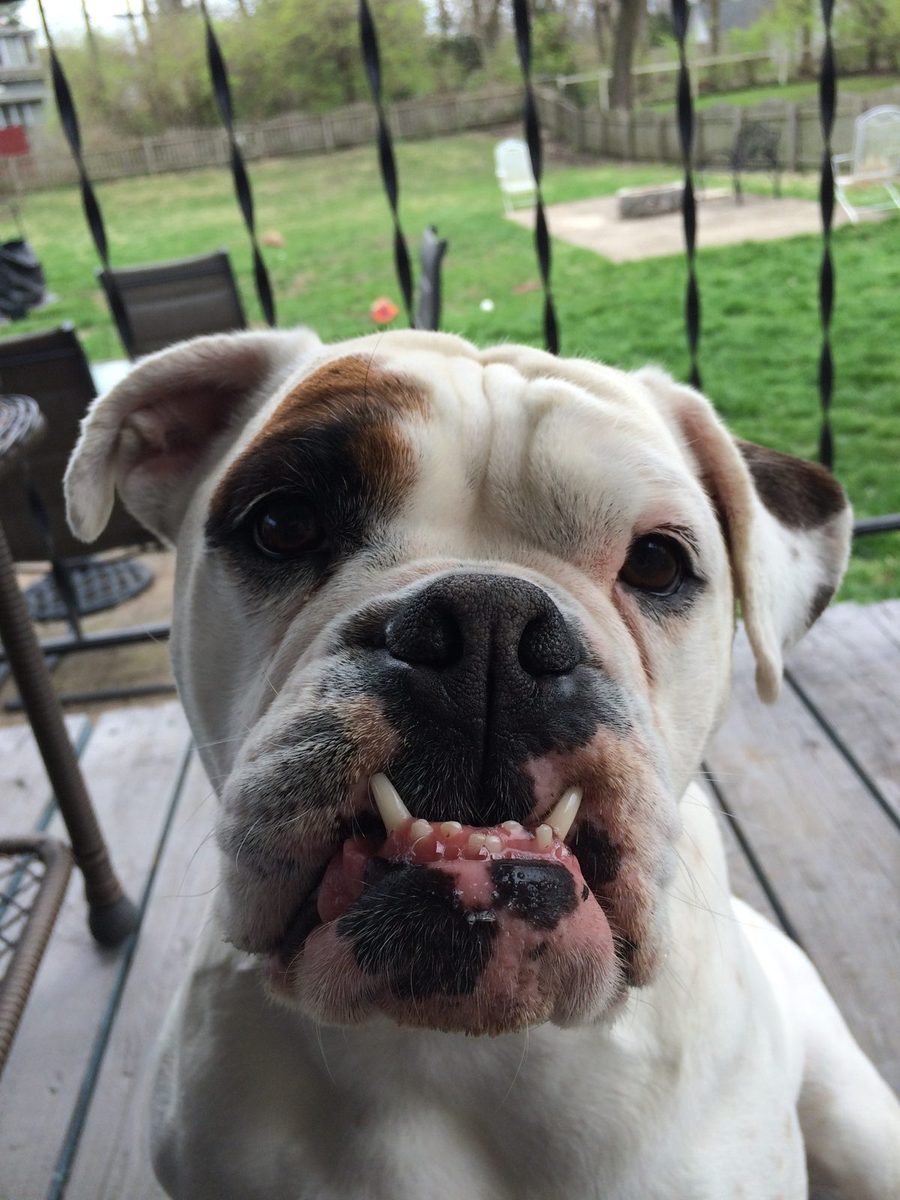 Close-up of a white and brown bulldog on a deck.