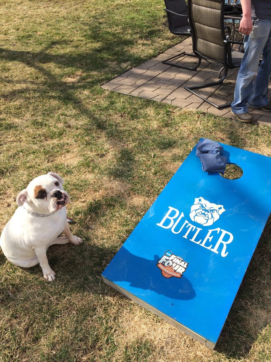 A white bulldog sitting next to a blue Butler Bulldogs cornhole board.