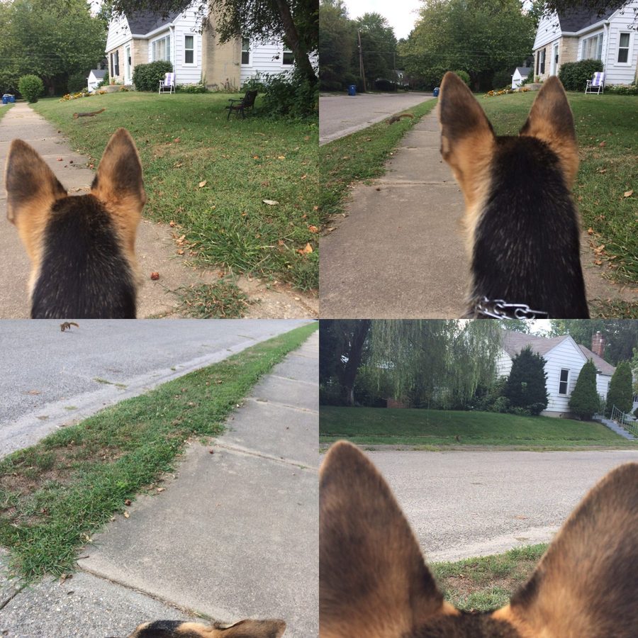 Four views of a German shepherd's ears from behind as she watches the sidewalk ahead.