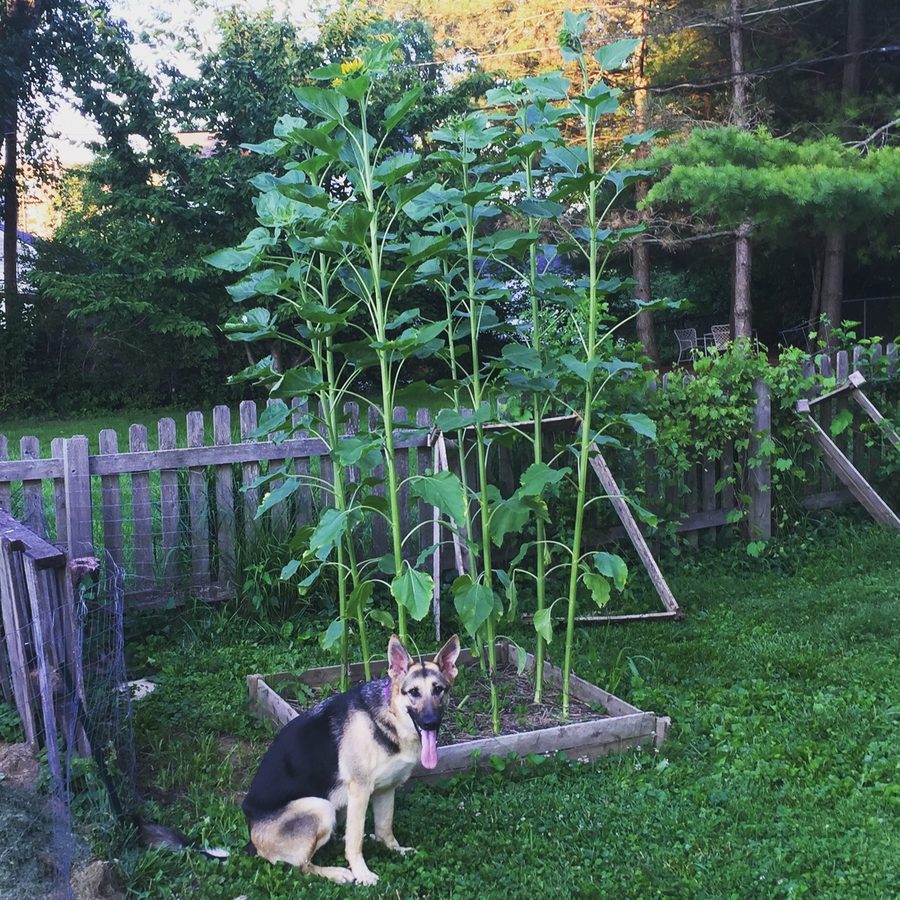 A German shepherd sitting in front of tall sunflowers in a backyard garden.